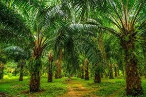 Oil palms plantation, tropical jungle, Phang-nga, Thailand photo