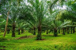 Oil palms plantation, tropical jungle, Phang-nga, Thailand photo