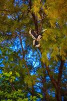 Hornbill bird Bucerotida flying among trees, Railay beach west photo