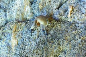 Macaque, Monkey beach, Phi Phi Don island, Andaman sea, Krabi, T photo