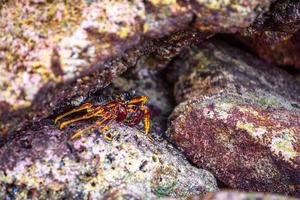 Hairy leg mountain crab, Phi Phi Leh islands, Andaman sea, Krabi photo