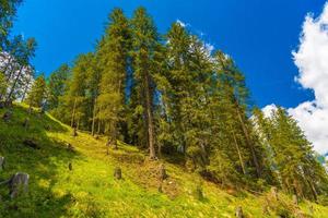 Forest in Alps mountains, Klosters-Serneus, Davos,  Graubuenden, photo