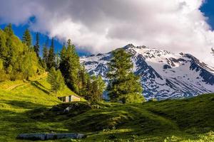 árboles de pino en los campos en las montañas de los alpes, martigny-combe, martigny, foto