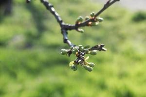 Close up picture of green tree buds against fresh grass photo