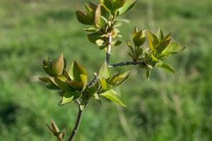 Close up picture of green tree buds against fresh grass photo