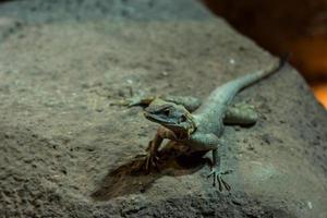 Close up portrait of lizard in the zoo photo