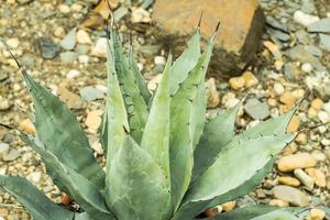 succulents in a natural habitat, cactus in desert outdoors photo