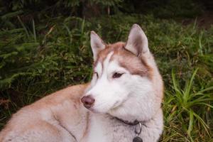 Siberian huky dog in forest outdoors, laika, wolfdog photo