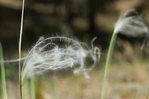 Clode up picture of feather grass in spring fields photo