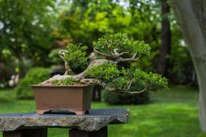 Close up picture of bonsai tree in japanese garden photo
