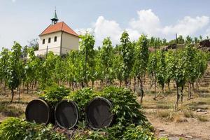 Landscape of vineyard in chez republic, garden in prague at summer time photo