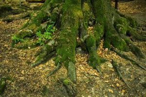 close up of old tree roots with green moss in forest photo
