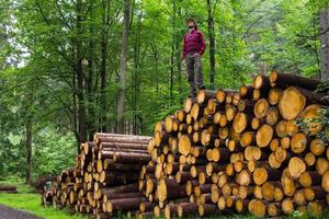 Portrait of lumberjack in forest, many big logs of pine on background. Young male hiker posing near the sawmeal in the pines forest. photo