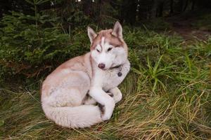 perro huky siberiano en el bosque al aire libre, laika, perro lobo foto