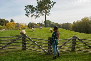 mujer joven mirando a las ovejas caminando sobre la hierba verde en la granja foto
