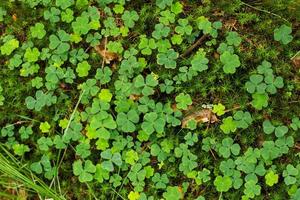 cerca de trébol verde y musgo en el bosque de primavera foto