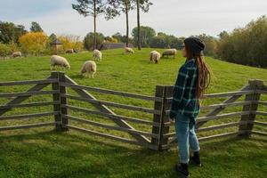 young woman watching on the sheeps walking on the green grass in the farm