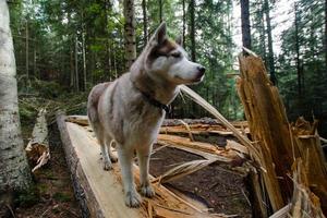 Siberian huky dog in forest outdoors, laika, wolfdog photo