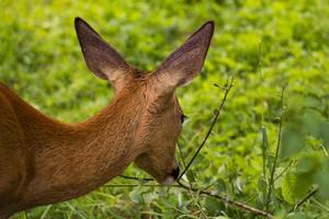 baby deer eating green grass portrait photo