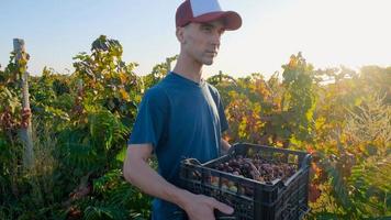 Young male farmer works in the vineyard in sunny summer day photo