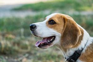 portrait of the beagle dog outdoors on the grass photo