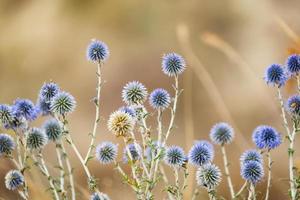 Close up picture of colorful dry flowers in the steppe photo