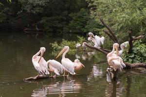 group of pelican sitting on the tree near river photo