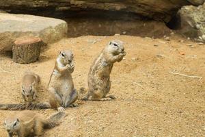 close up of meerkats in the zoo