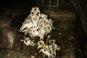 Many skulls of random animals in old castle photo