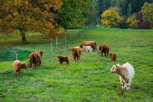 granja con vacas de las tierras altas en el prado verde foto