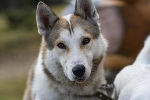 laika siberiana occidental, perro de caza ruso, perro lobo salvaje foto