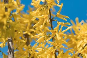 primer plano de una hermosa flor amarilla en el árbol foto