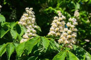 Close up of spring chestnut blossom against blue sky photo