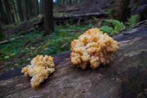 mushrooms in forest, autumn picturest of forest, woods background photo