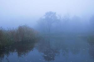 Landscape with foggy autumn park, many trees in cold blue colors photo