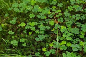 close up of green clover and moss in spring forest photo