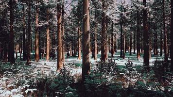 sonnenuntergang oder sonnenaufgang im winterlichen kiefernwald, der mit schnee bedeckt ist video