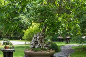 Close up picture of bonsai tree in japanese garden photo