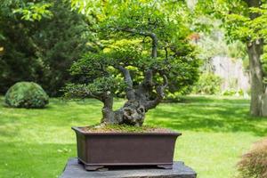 Cerrar imagen de bonsái en el jardín japonés. foto