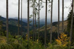 Landscape with autumn mountines and forest photo