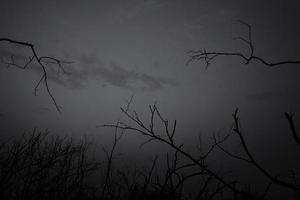 Low angle view of silhouette dead tree against dark dramatic sky. Background for lonely, sad, hopeless, death, and despair. Black leafless trees with branches in the forest. Sad nature for sad emotion photo