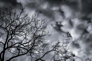 siluetee el árbol muerto en el cielo oscuro y dramático y el fondo de las nubes blancas para la muerte y la paz. fondo del día de halloween. desesperación y concepto sin esperanza. triste de la naturaleza. fondo de muerte y emoción triste. foto