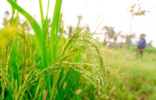 Selective focus on ear of rice on blur farmer and grass field. Green paddy field. Rice plantation. Organic rice farm in Asia. Rice price in the world market concept. Paddy field. Plant cultivation. photo