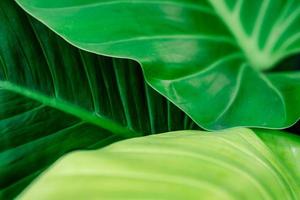 Green leaf texture background. Beauty house plant in the garden. Indoor plants. Green leaf for home decoration. Wallpaper for spa or mental health and mind therapy. Web banner for organic products. photo