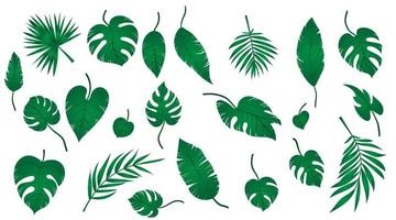 Set of tropical exotic leaves of different types. Jungle plants. Hibiscus leaves, monstera and palm leaves. Realistic botanical vector illustration isolated on white background