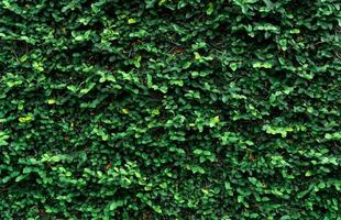 Climbing plant on the wall. Small green leaves texture background. Ornamental plant in the garden. Eco wall. Many climbing plant leaves on wall reduce dust in air. Tropical garden. Clean environment. photo