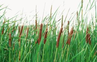 campo de typha angustifolia. hierba verde y flores marrones. totora aislado sobre fondo blanco. las hojas de la planta son planas, muy estrechas y altas. los tallos están rematados con marrón, esponjoso, en forma de salchicha foto