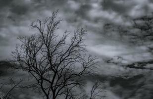 Silhouette dead tree on dark dramatic sky and white clouds background for death and peace. Halloween day background. Despair and hopeless concept. Sad of nature. Death and sad emotion background. photo