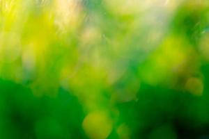 campo de hierba verde fresca borrosa temprano en la mañana. licencia verde con fondo bokeh en primavera. fondo de la naturaleza. Ambiente limpio. fondo abstracto verde bokeh con luz solar matutina. foto