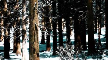 puesta de sol o amanecer en el bosque de pinos de invierno cubierto de nieve video